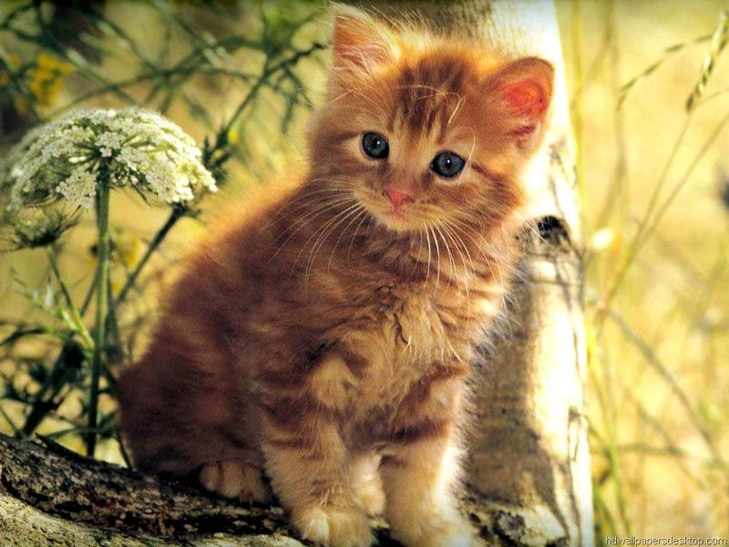 Clínica Veterinaria Mundo Animal Gato en arbol