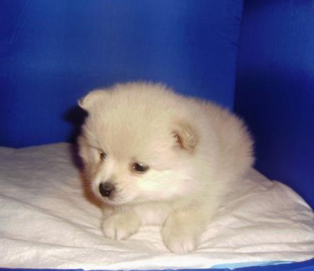 Clínica Veterinaria Mundo Animal Cachorro blanco
